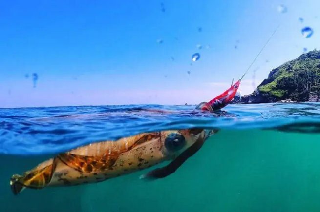 Para os pescadores artesanais praticarem essa atividade com fins comerciais ou de subsistência é necessária autorização com carteira de pesca profissional Registro Geral de Pescador Profissional (RGP) e licença de pesca de lula.