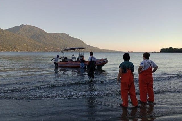 Golfinho-boto-cinza encalha em área de difícil acesso em Ilhabela: saiba como Instituto Argonauta e Defesa Civil resgataram o animal.