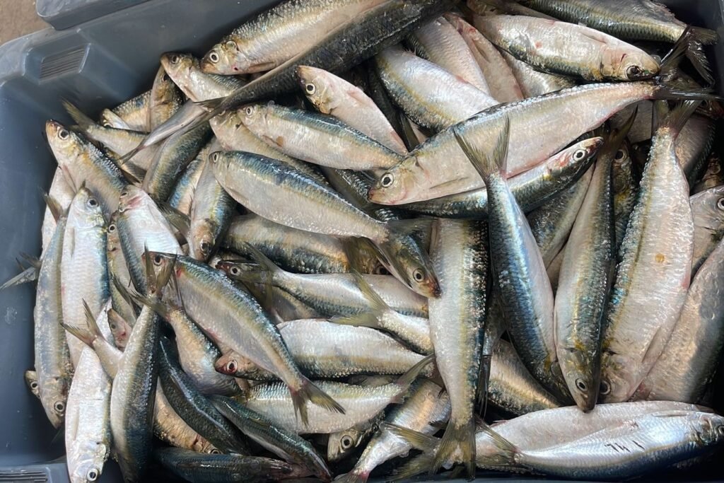 Prefeitura de Ilhabela divulga programação do 12° Festival da Sardinha de Ilhabela no feriado de Corpus Christi
