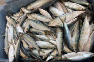 Confira a programação do 12° Festival da Sardinha de Ilhabela no feriado de Corpus Christi. Gastronomia, música e diversão garantidas!