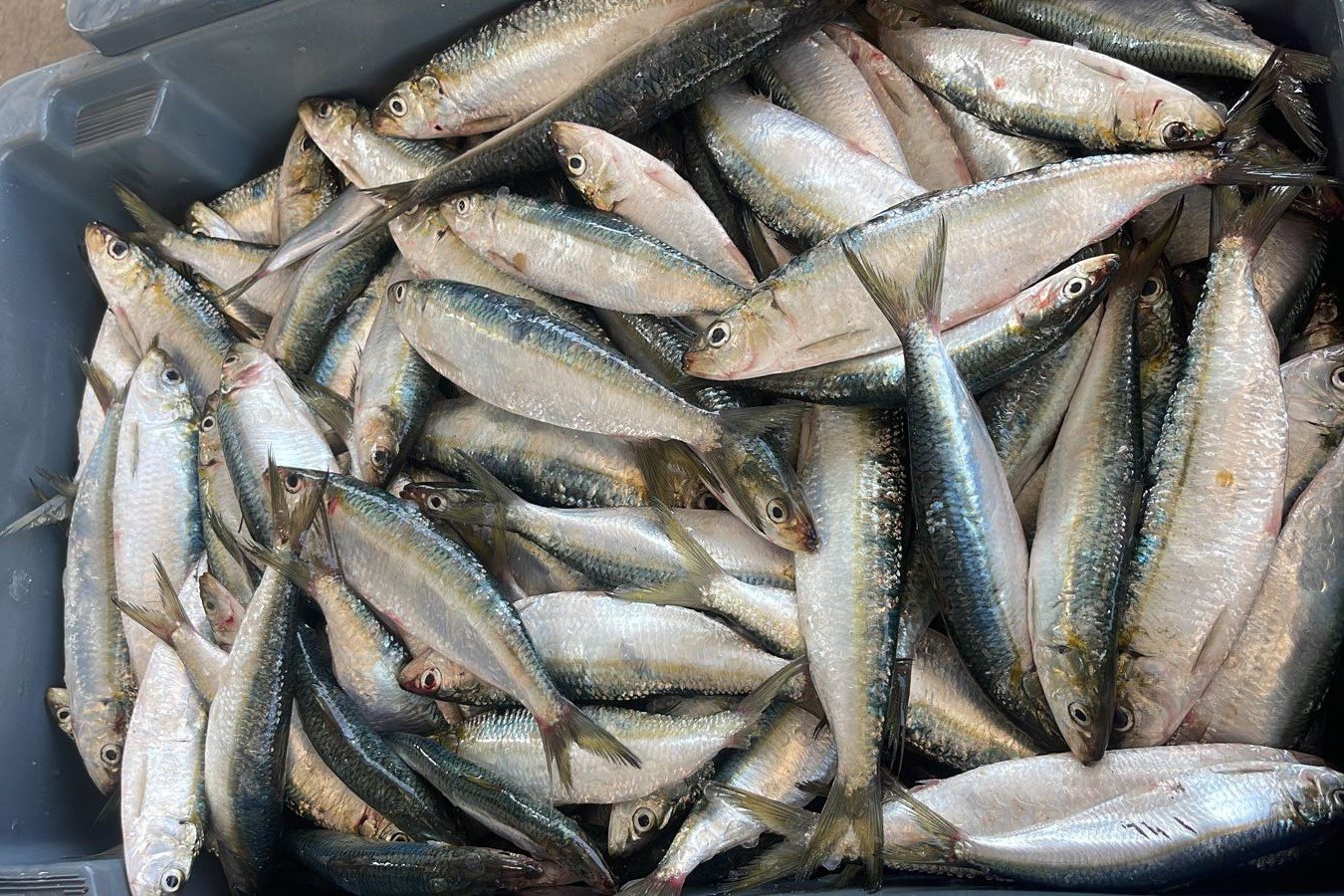 Confira a programação do 12° Festival da Sardinha de Ilhabela no feriado de Corpus Christi. Gastronomia, música e diversão garantidas!
