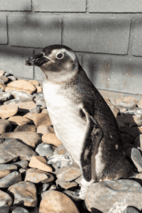 Temporada de pinguins no Litoral Norte de SP: conheça os resgates intensos necessários para auxiliar esses animais debilitados.
