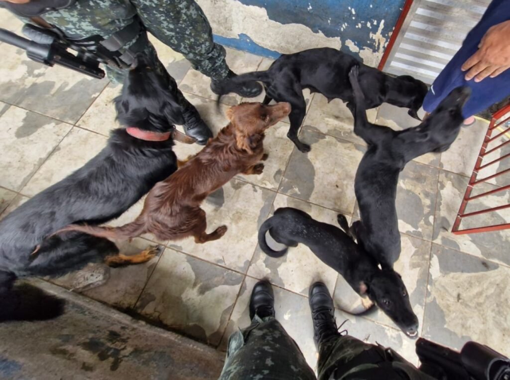 HOMEM É MULTADO EM 45 MIL REAIS EM CARAGUATATUBA POR MAUS-TRATOS A ANIMAIS