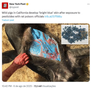 Entenda o que é a difacinona, veneno de rato que deixou a carne de um javaporco azul neon. Saiba os riscos da substância para a saúde e para a fauna do Litoral Norte.
