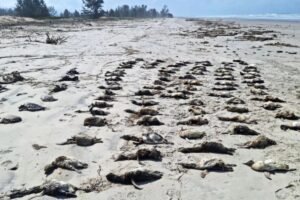 Encalhe em massa: mais de 350 pinguins são encontrados mortos em SP