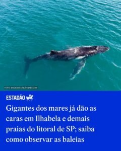 Baleias-jubarte chegam a Ilhabela neste outono