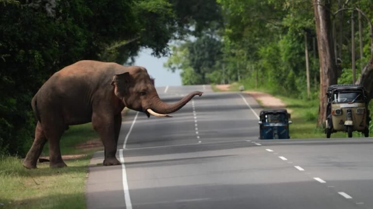 Elefante ataca família, esposa perde perna em vila do Sri Lanka