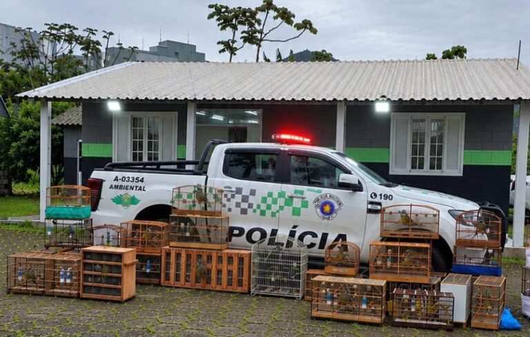 Polícia Ambiental apreende 58 aves silvestres e aplica multas de R$141,5 mil em São Sebastião