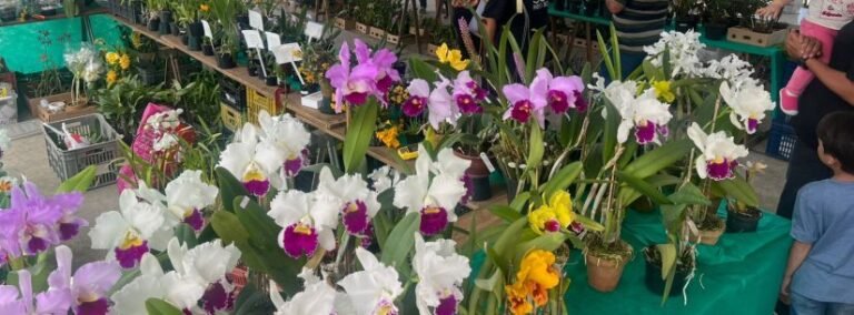 Outubro apresenta 46ª exposição de orquídeas do litoral norte em caraguatatuba
